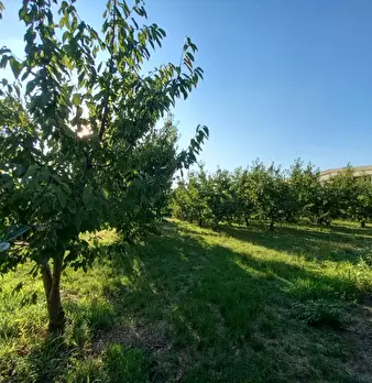 Foto annuncio 17