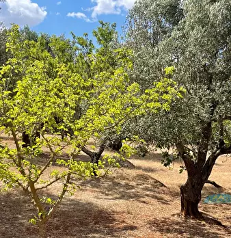 Foto annuncio 15