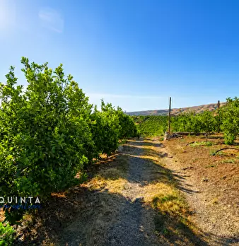 Foto annuncio 18