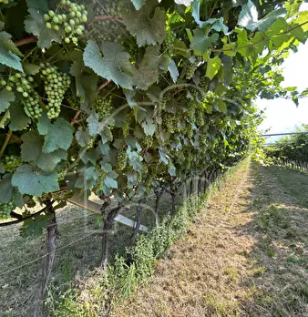 Foto annuncio 4