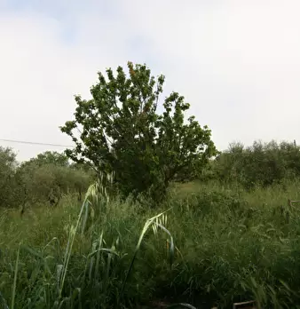 Foto annuncio 4