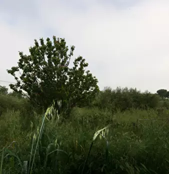 Foto annuncio 6