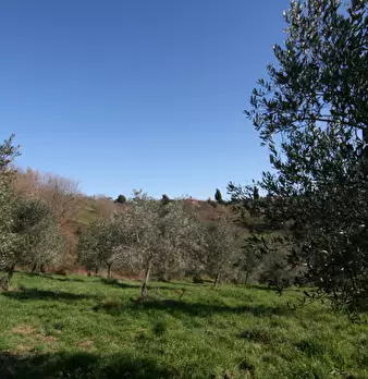 Foto annuncio 17