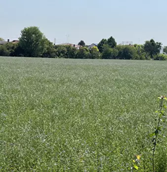 Foto annuncio 8