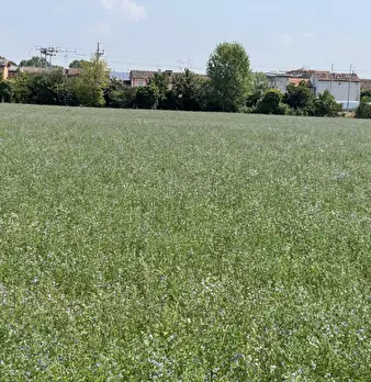 Foto annuncio 9