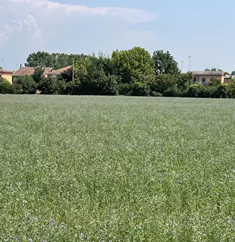 Foto annuncio 10