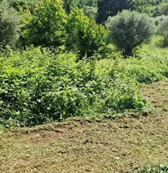 Foto annuncio 7