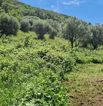 Foto annuncio 10