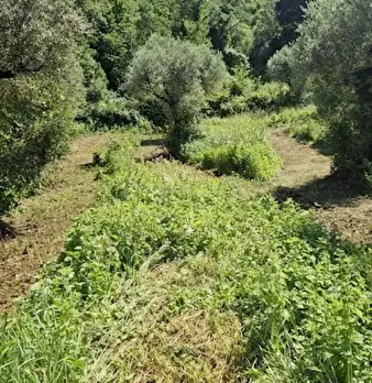 Foto annuncio 11