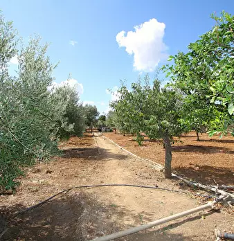 Foto annuncio 11