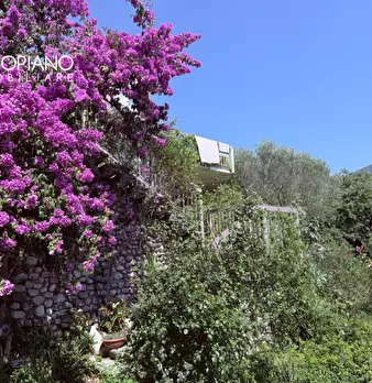 Foto annuncio 42
