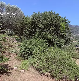 Foto annuncio 49
