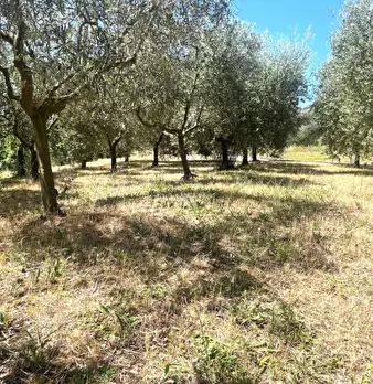 Foto annuncio 30