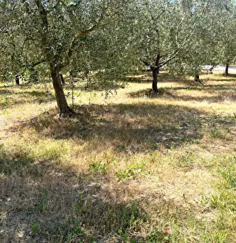 Foto annuncio 31