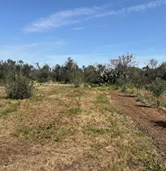 Foto annuncio 8