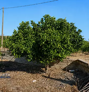 Foto annuncio 32