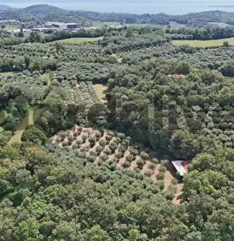Foto annuncio 26