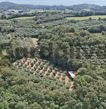Foto annuncio 27