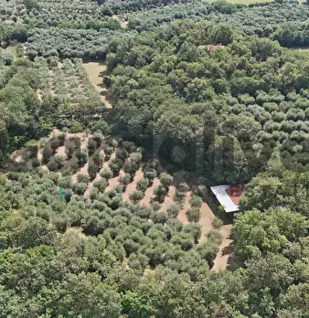Foto annuncio 28