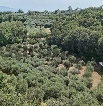 Foto annuncio 41