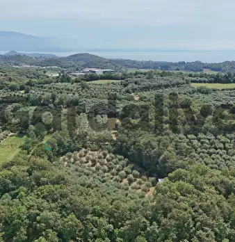 Foto annuncio 44