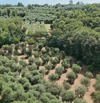 Foto annuncio 45
