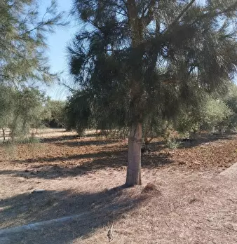 Foto annuncio 3