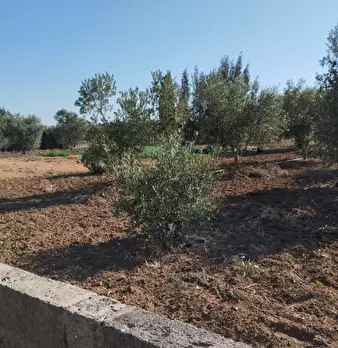 Foto annuncio 7