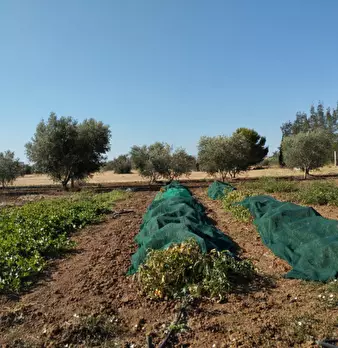 Foto annuncio 10