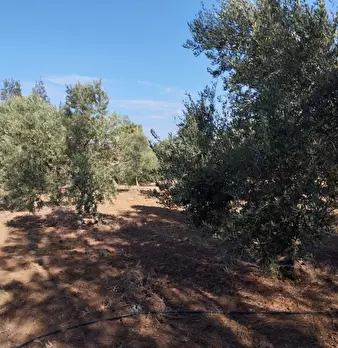 Foto annuncio 11