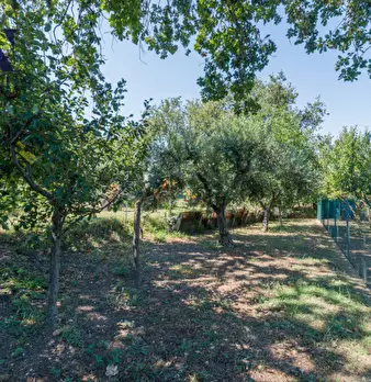 Foto annuncio 41