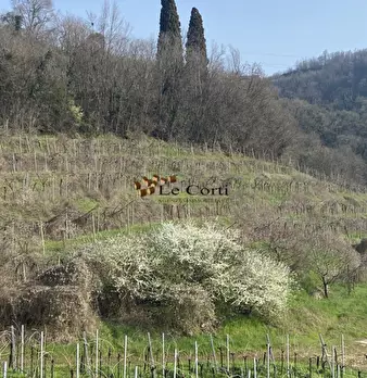 Foto annuncio 4