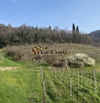 Foto annuncio 5