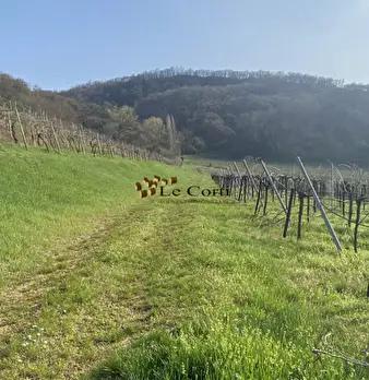 Foto annuncio 6
