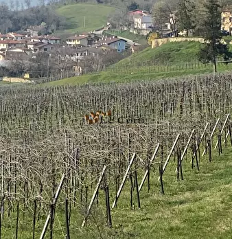 Foto annuncio 10