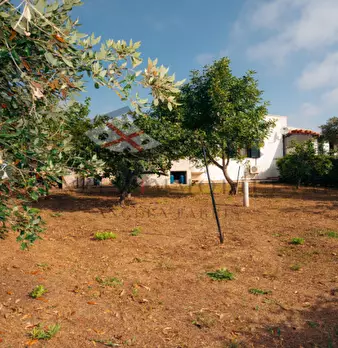 Foto annuncio 47
