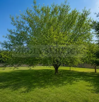 Foto annuncio 31