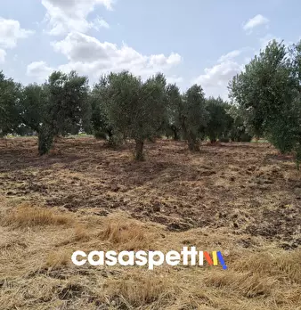 Foto annuncio 8