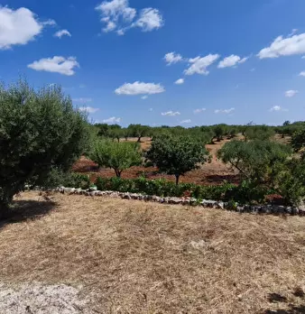 Foto annuncio 65