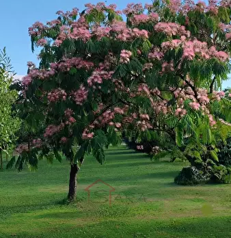 Foto annuncio 11