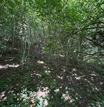 Foto annuncio 13