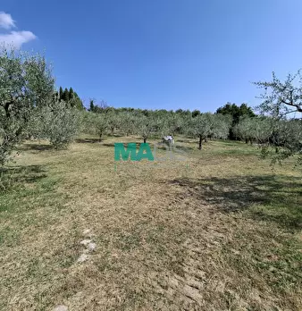 Foto annuncio 43