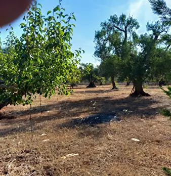 Foto annuncio 74