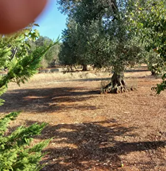 Foto annuncio 75