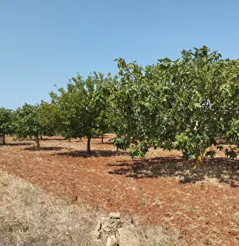 Foto annuncio 2