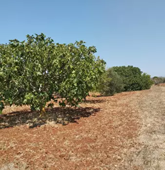 Foto annuncio 3