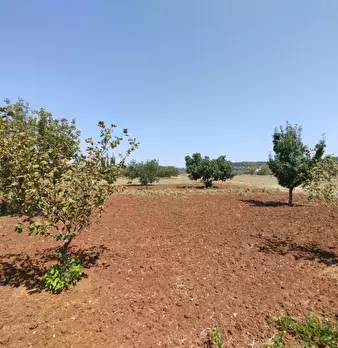 Foto annuncio 4