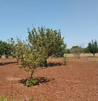 Foto annuncio 8
