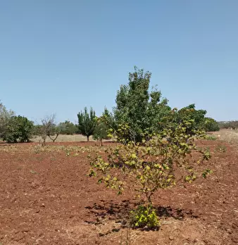Foto annuncio 9