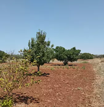 Foto annuncio 13